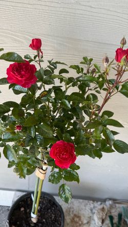 Extremely rare tree rose- BLOOD ORANGE  Large plant in 5 gallons pot It’s blooming   Price is firm Pick up only