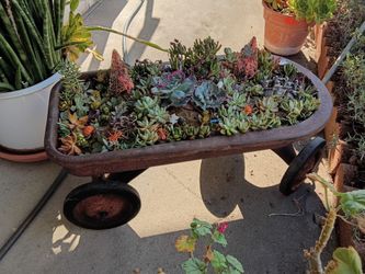 Halloween succulent wagon planter! Decorations on wheels