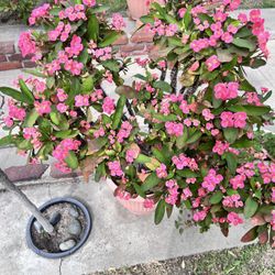 Crown of Thorns (Euphorbia milii), a popular flowering succulent.  