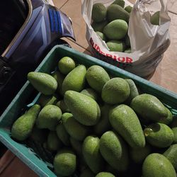 Aguacates 