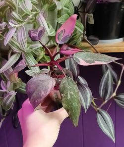 Hydroponic Pink Galaxy Philodendron 