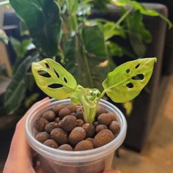 Monstera Adansonii (Swiss Cheese Plant)