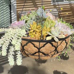 Succulent hanging baskets and arrangements