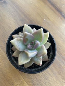 Ghost Plant - Graptopetalum paraguayense - 2.5 inch