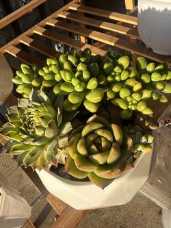 Succulent