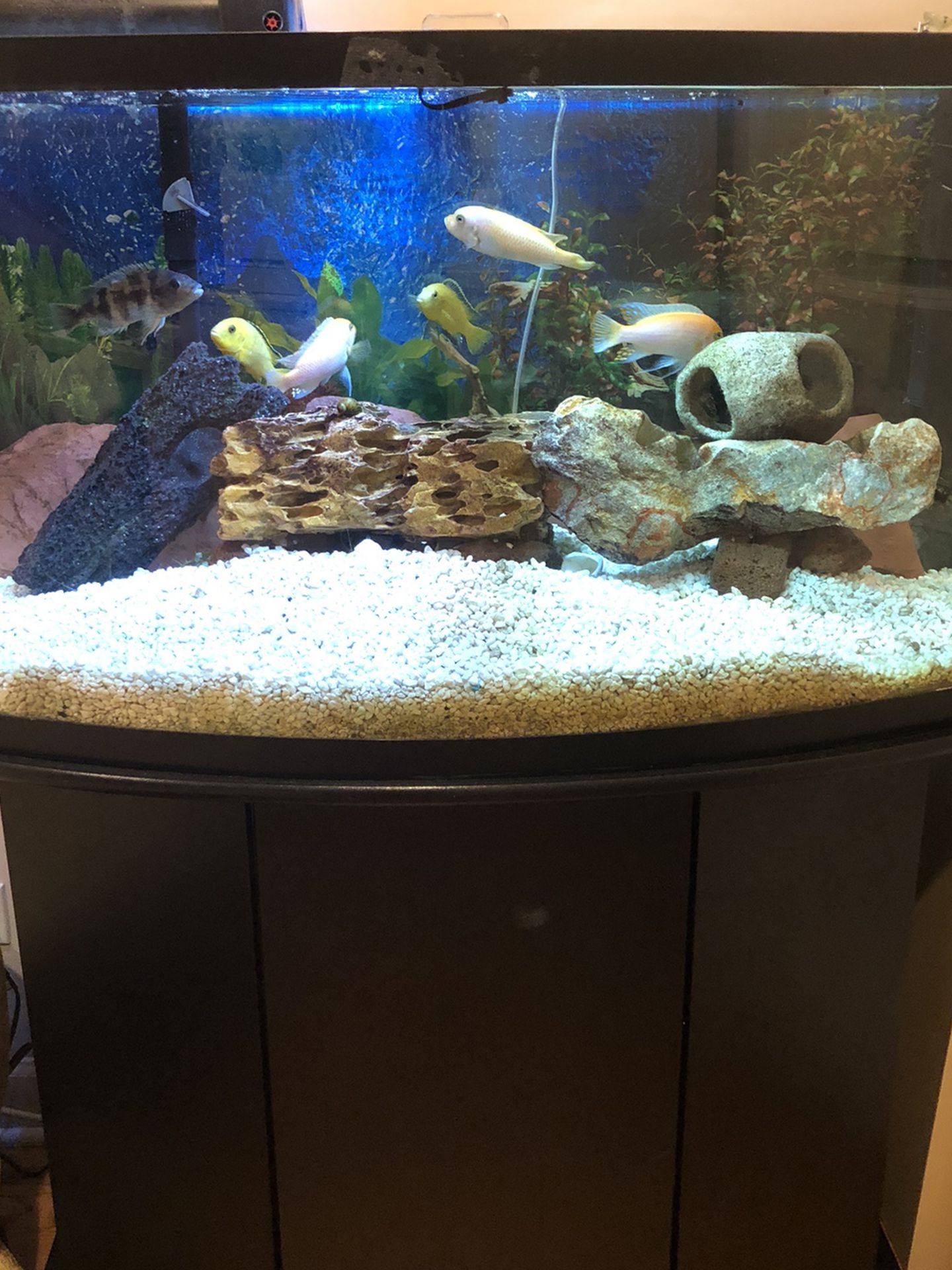 50 gal Fish Tank Aquarium
