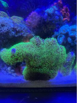 GSP & Toadstool Coral Decorations