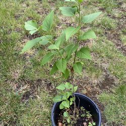 Common Lilac Tree Plant, 2 Years Old, Old-Fashioned Lilac