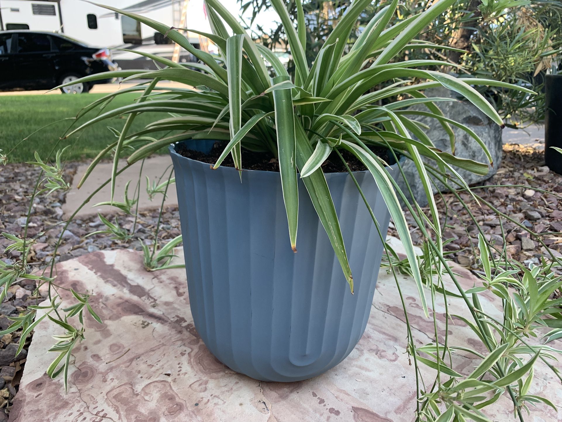 Spider Plant in Plastic Pot