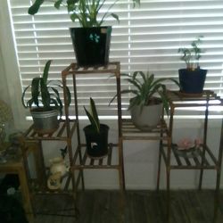 Window stand with plants