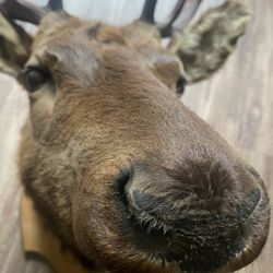 Head 
