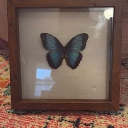 Blue Morpho Butterfly 