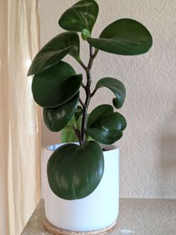 Healthy Beautiful Indoor Plant(Peperomia)
