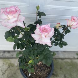Rose Bush Plant, In 5 Gallons Pot Pick Up Only