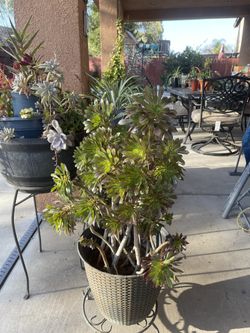 Lots Of Beautiful Healthy Succulents In Nice Pots