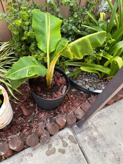 Banana Tree