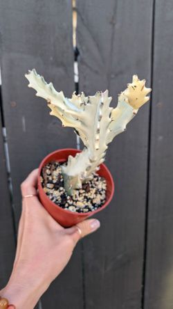 Euphorbia Lactea Ghost Variegated Cactus Plant 4" Pot - Indoor House Plants