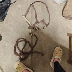 Horse Bridle And Short Lead Rope