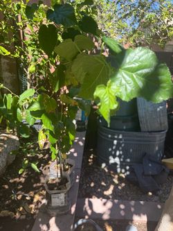 Pakistan mulberry plants