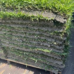 St Augustine Sod