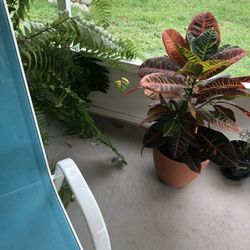 All Plants On Sale This Week Snake$$35$7 $10 Avocados ! $ 7 And Up  Lemon  $10 , Mint $3 And Much More !