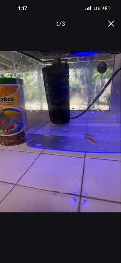Gold Fish
