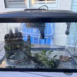 10 Gallon Fish Tank With Live Plants, Must Go Now!