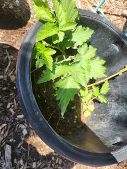 Boysenberry plant