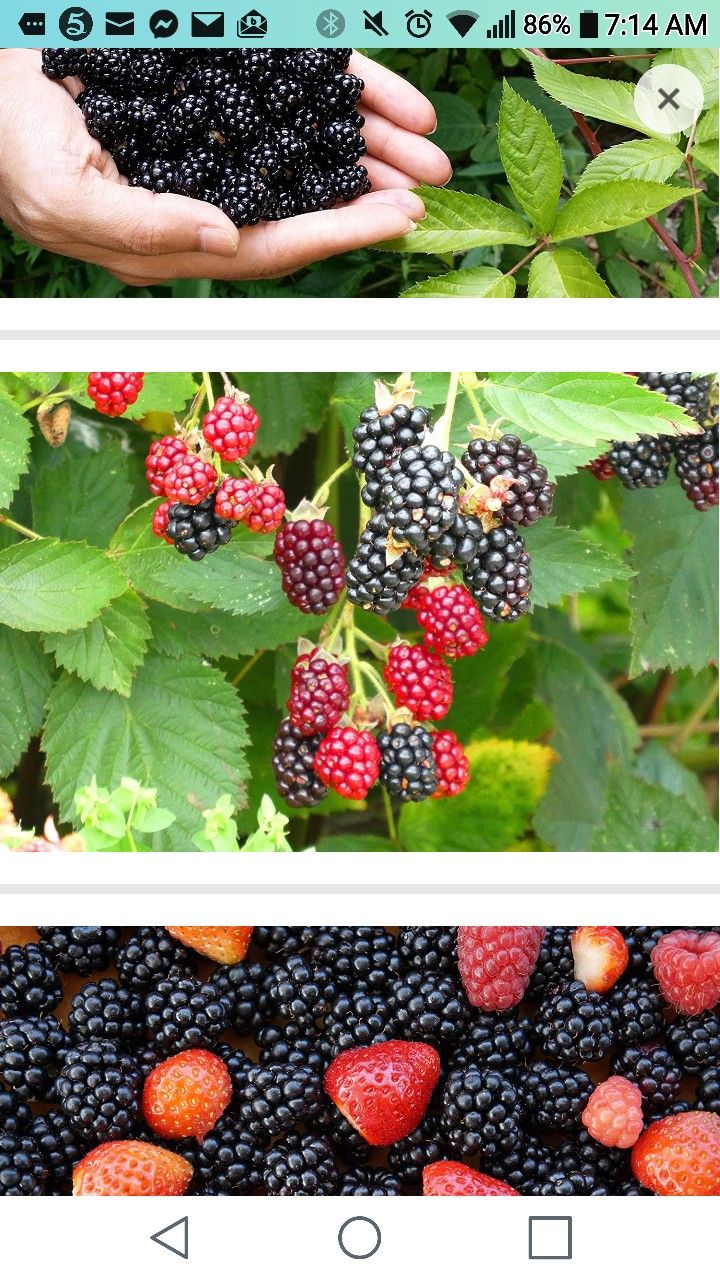 Arapaho Thornless Blackberry Seedling Plant 1ft Ready To Plant