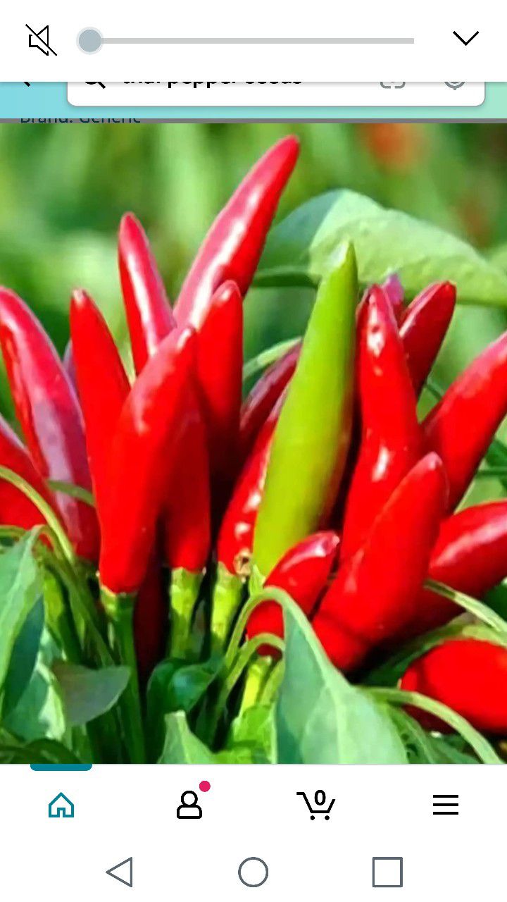 Thai Hot Chili Peper Plant 1 Quart Pot