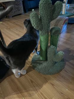 Cactus cat tree - small
