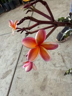 Cutting plumeria
