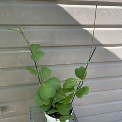 6” hoya kerrii double stem 