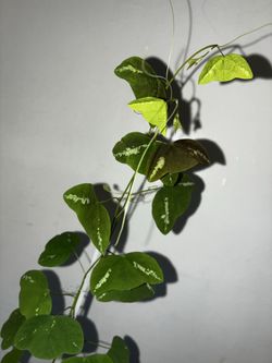 Passiflora colinvauxii