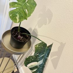 Monstera Thai Constellation 