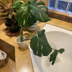 Monstera Plant