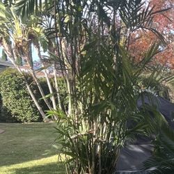 Bamboo With Terracotta Pot