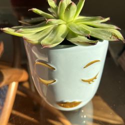 Miss Pretty Succulent 