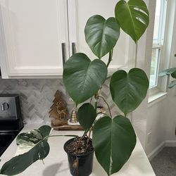 Monstera Albo Plant