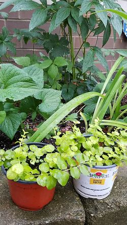 Groundcover plant perennial 2