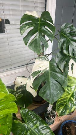 Varigated Monstera Deliciosa