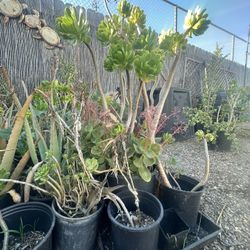 Various Green And Purple aeoniums