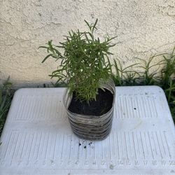 Rosemary Plant