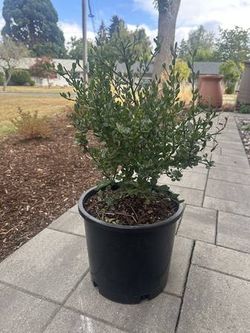 Native Plant: Blue Blossom Ceanothus (Ceanothus thyrsiflorus) - 5 gallon