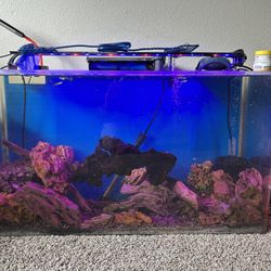 Fish Tank 