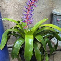 Bromeliad