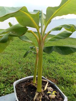 Medium size sweet banana tree