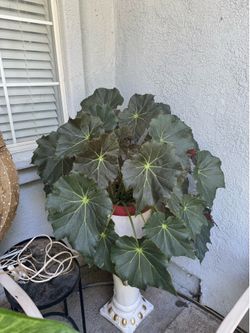 Begonia