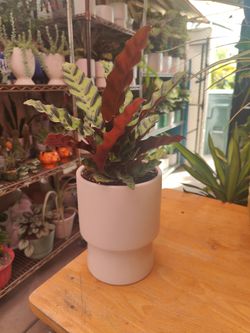 Indoor Plants