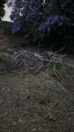 Free log ,wood, and fire wood
